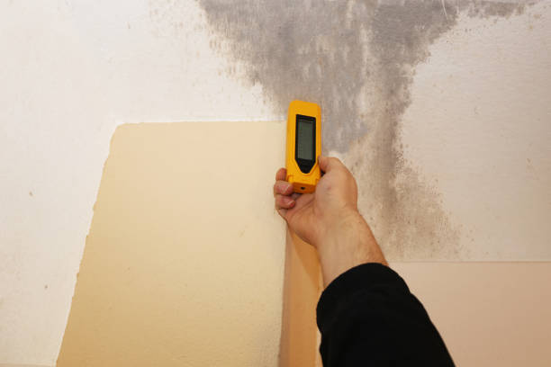 Best Black Mold Removal  in St Augustine Beach, FL