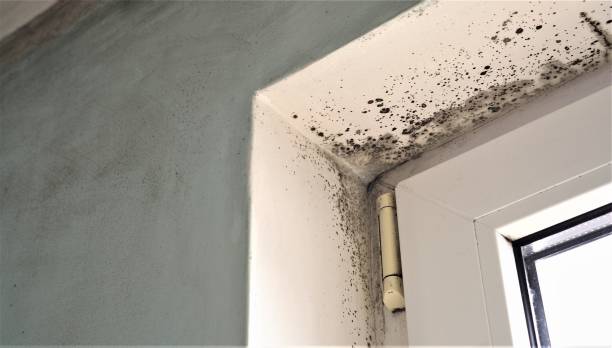 Best Comprehensive Air Testing for Mold Contaminants  in St Augustine Beach, FL