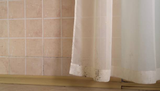 Professional Mold Removal in St Augustine Beach, FL