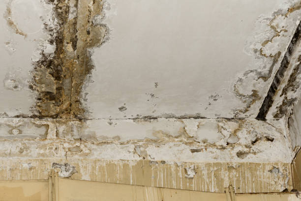 Best Post-Remediation Verification Testing  in St Augustine Beach, FL