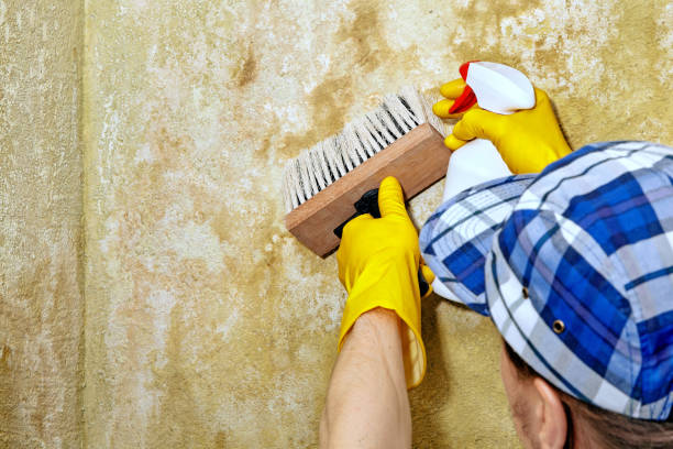 Best Asbestos and Lead Testing During Mold Inspection  in St Augustine Beach, FL