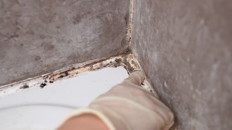 Biohazard Mold Removal in St Augustine Beach, FL